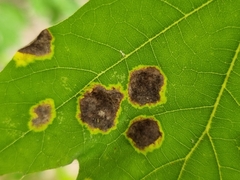 Taphrina caerulescens
