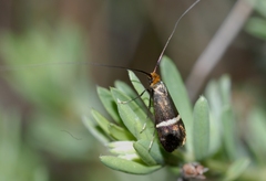 Adela australis