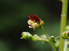 Scrophularia nodosa