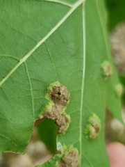 Taphrina caerulescens