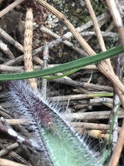 Caladenia actensis