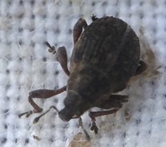 Rhinoncus inconspectus