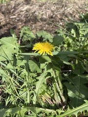 Taraxacum officinale