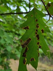 Taphrina caerulescens