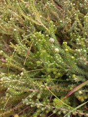 Aspalathus globulosa