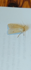 Mythimna vitellina