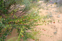 Hermannia trifurca