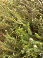 Aspalathus globulosa