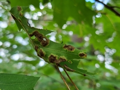 Taphrina caerulescens