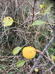 Pyrus communis