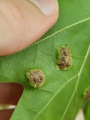 Taphrina caerulescens
