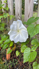 Ipomoea alba