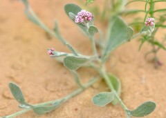 Helichrysum argyrosphaerum