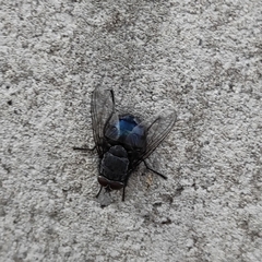Oestroidea