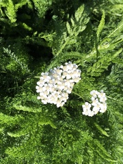 Achillea millefolium