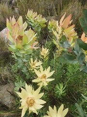 Leucadendron tinctum