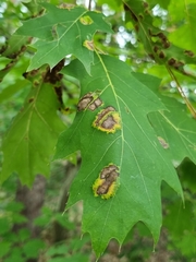 Taphrina caerulescens