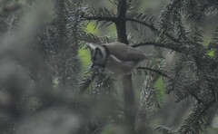Lophophanes cristatus
