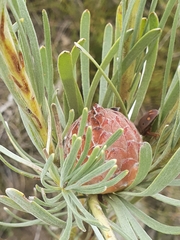 Leucadendron album