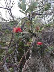 Banksia coccinea