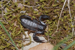 Euscorpius flavicaudis