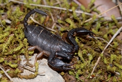 Euscorpius flavicaudis
