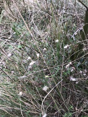 Vittadinia cuneata