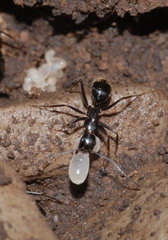 Camponotus aethiops