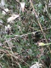 Vittadinia cuneata