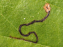 Stigmella saginella