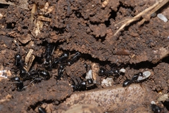 Camponotus aethiops