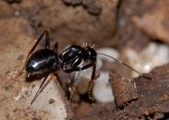 Camponotus aethiops