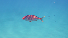 Seriola dumerili