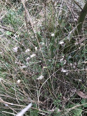 Vittadinia cuneata