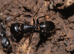 Camponotus aethiops