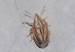 Aelia rostrata