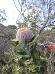 Banksia coccinea