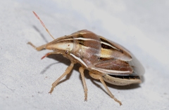 Aelia rostrata