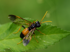 Tenthredo campestris