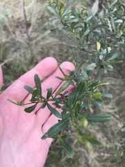 Dodonaea viscosa cuneata