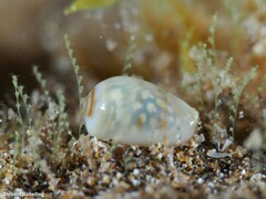 Gibberula secreta