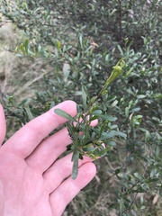 Dodonaea viscosa cuneata