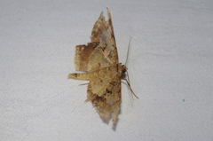 Krananda semihyalina