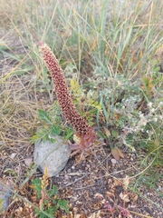 Orostachys malacophylla
