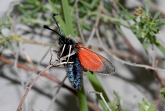 Zygaena rhadamanthus