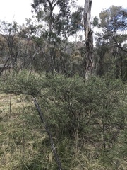 Dodonaea viscosa cuneata