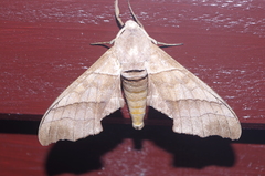 Polyptychus chinensis