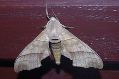 Polyptychus chinensis