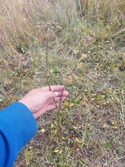Cnidium dauricum