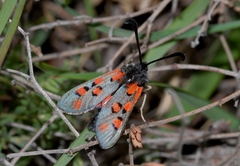 Zygaena rhadamanthus